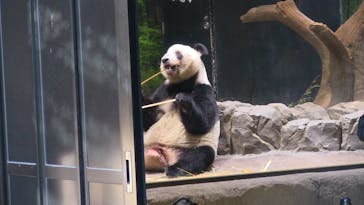 恩賜上野動物園に投稿された画像（2026/1/12）
