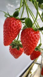 お陽様農園に投稿された画像（2026/1/12）