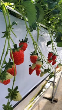 お陽様農園に投稿された画像（2026/1/12）