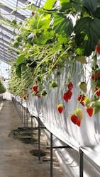 お陽様農園に投稿された画像（2026/1/12）