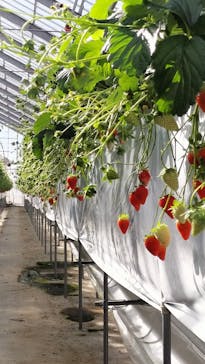 お陽様農園に投稿された画像（2026/1/12）