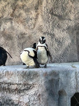 恩賜上野動物園に投稿された画像（2026/1/12）