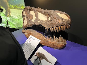 特別展「大絶滅展―生命史のビッグファイブ」に投稿された画像（2026/1/12）