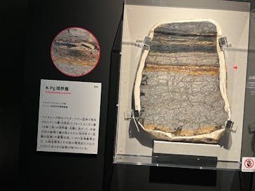 特別展「大絶滅展―生命史のビッグファイブ」に投稿された画像（2026/1/12）