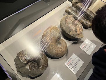 特別展「大絶滅展―生命史のビッグファイブ」に投稿された画像（2026/1/12）