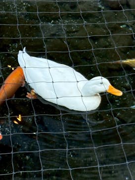 箱根湯本温泉 天成園に投稿された画像（2026/1/12）