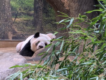 恩賜上野動物園に投稿された画像（2026/1/12）