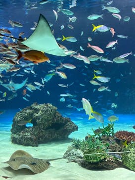 サンシャイン水族館に投稿された画像（2026/1/12）