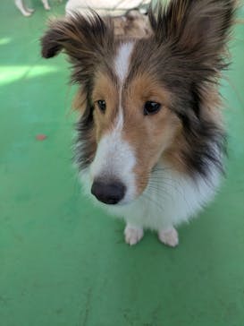 つくばわんわんランドに投稿された画像（2026/1/12）