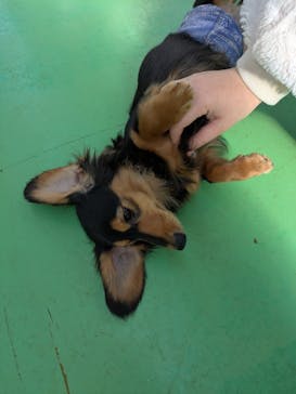 つくばわんわんランドに投稿された画像（2026/1/12）