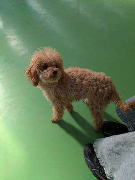 つくばわんわんランドに投稿された画像（2026/1/12）