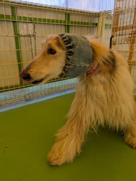 つくばわんわんランドに投稿された画像（2026/1/12）