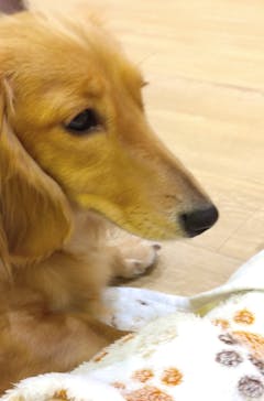 いぬカフェRio 浅草店に投稿された画像（2026/1/12）