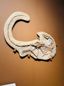 特別展「大絶滅展―生命史のビッグファイブ」に投稿された画像（2026/1/12）