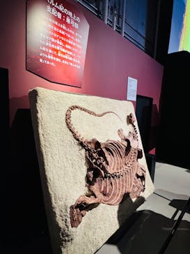 特別展「大絶滅展―生命史のビッグファイブ」に投稿された画像（2026/1/12）