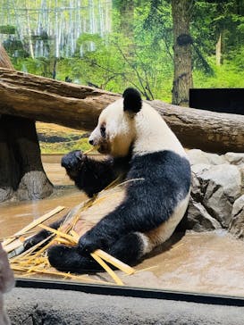 恩賜上野動物園に投稿された画像（2026/1/12）