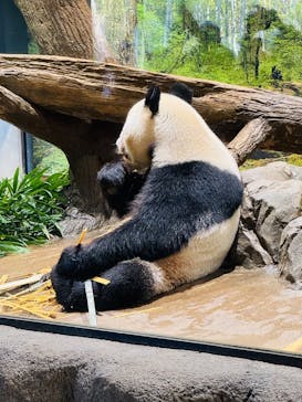 恩賜上野動物園に投稿された画像（2026/1/12）