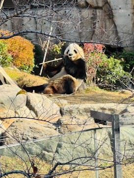恩賜上野動物園に投稿された画像（2026/1/12）