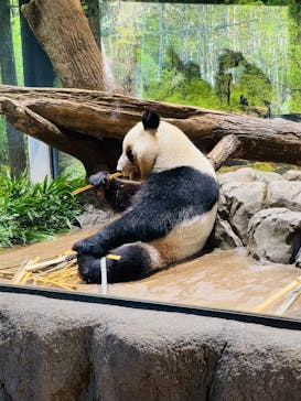 恩賜上野動物園に投稿された画像（2026/1/12）