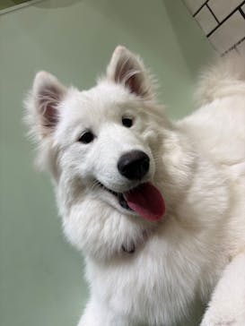 いぬカフェRio 新宿店に投稿された画像（2026/1/12）