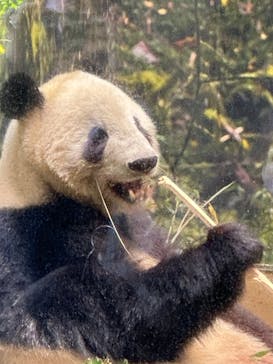 恩賜上野動物園に投稿された画像（2026/1/12）