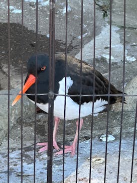 恩賜上野動物園に投稿された画像（2026/1/12）