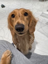 いぬカフェRio 原宿竹下通り店に投稿された画像（2026/1/12）