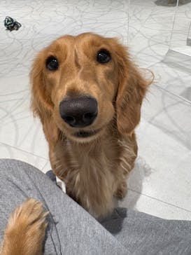 いぬカフェRio 原宿竹下通り店に投稿された画像（2026/1/12）