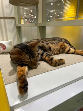 猫カフェモカ 京都河原町店に投稿された画像（2026/1/12）