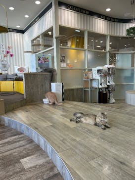 猫カフェモカ 京都河原町店に投稿された画像（2026/1/12）
