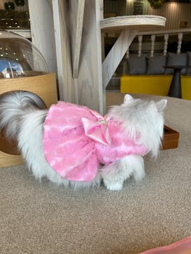 猫カフェモカ 京都河原町店に投稿された画像（2026/1/12）