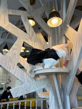 猫カフェモカ 京都河原町店に投稿された画像（2026/1/12）