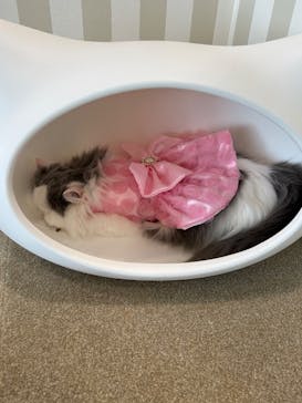 猫カフェモカ 京都河原町店に投稿された画像（2026/1/12）