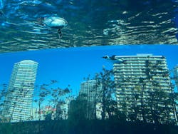 サンシャイン水族館に投稿された画像（2026/1/12）