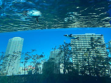 サンシャイン水族館に投稿された画像（2026/1/12）