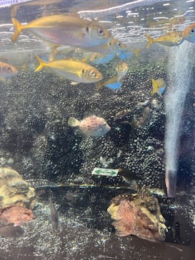 しながわ水族館に投稿された画像（2026/1/12）