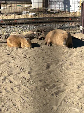 あらかわ遊園に投稿された画像（2026/1/12）