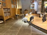 猫カフェモカ　新宿店に投稿された画像（2026/1/13）