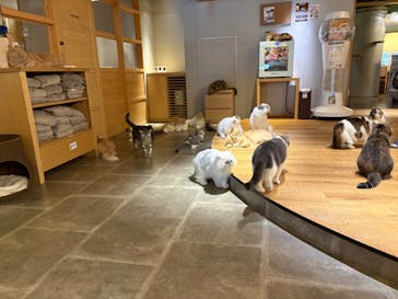 猫カフェモカ　新宿店に投稿された画像（2026/1/13）