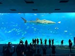 沖縄美ら海水族館に投稿された画像（2026/1/13）