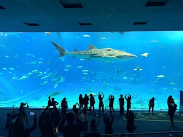 沖縄美ら海水族館に投稿された画像（2026/1/13）