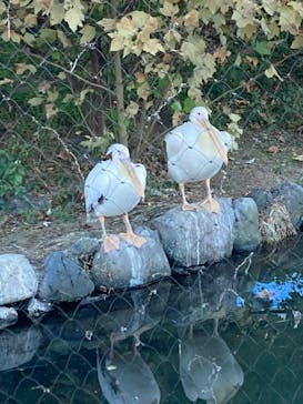 名古屋市東山動植物園に投稿された画像（2026/1/13）