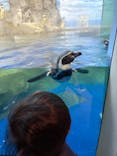 新江ノ島水族館に投稿された画像（2026/1/13）