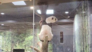 恩賜上野動物園に投稿された画像（2026/1/13）