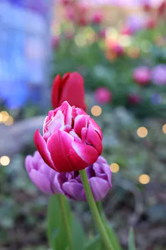 江の島シーキャンドルに投稿された画像（2026/1/13）