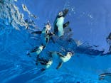サンシャイン水族館に投稿された画像（2026/1/13）