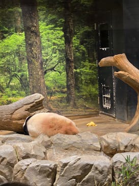 恩賜上野動物園に投稿された画像（2026/1/13）