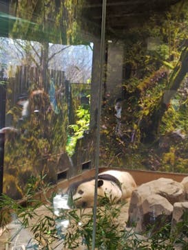 恩賜上野動物園に投稿された画像（2026/1/13）