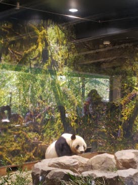 恩賜上野動物園に投稿された画像（2026/1/13）