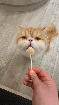 猫カフェモカ　アルシェ大宮店に投稿された画像（2026/1/13）